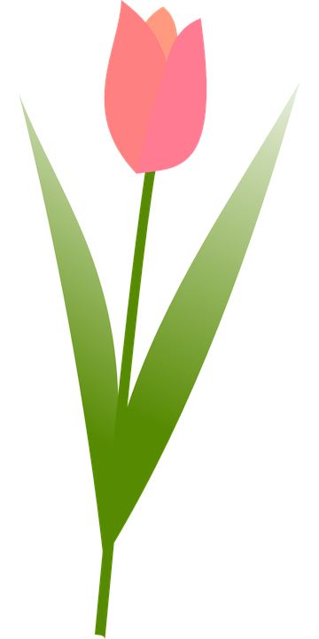 tulip, spring, flower