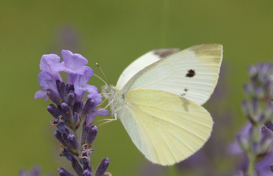 small cabbage white ling, butterfly, nature