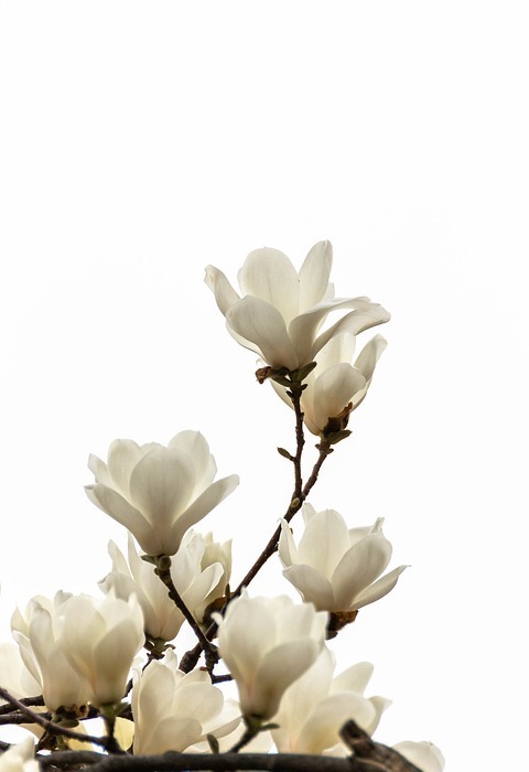 magnolia, flowers, spring