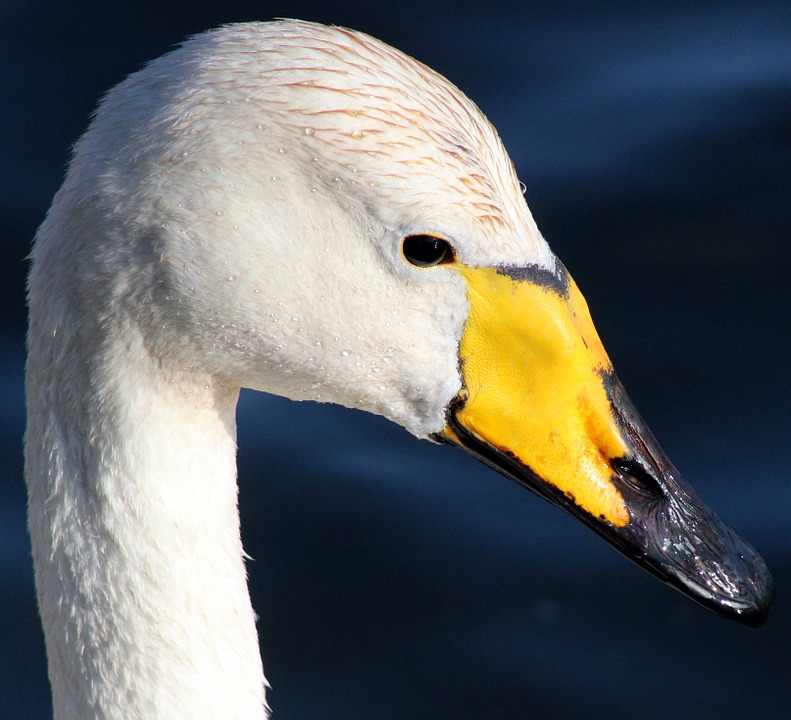 whooper swan, bird, water