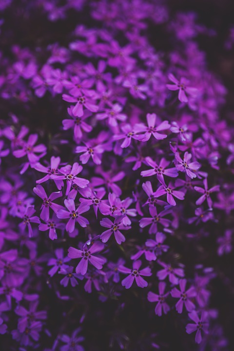 little, purple, flower