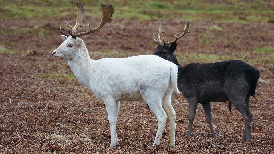 deer, stag, white
