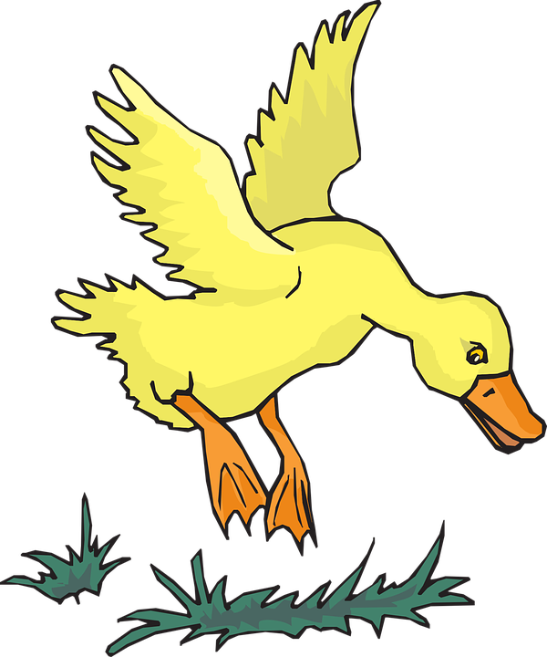 duck, bird, flying