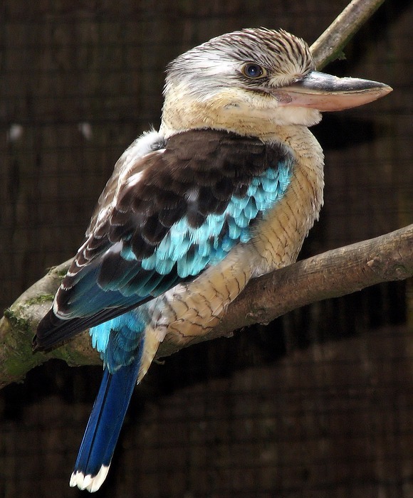 kookaburra, bird, perched