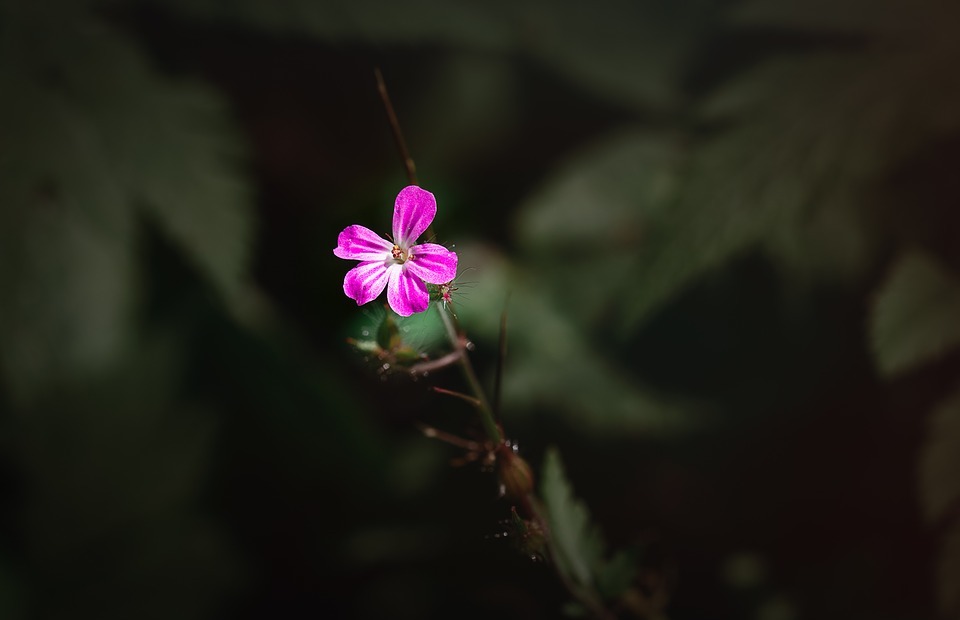 flower, small, small flower