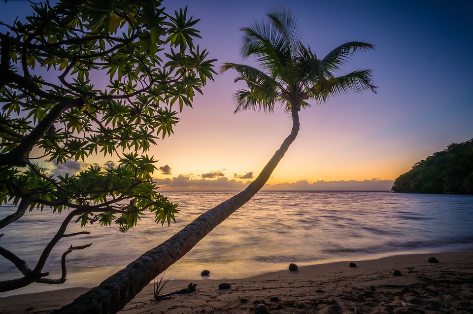 beach, palm, trees