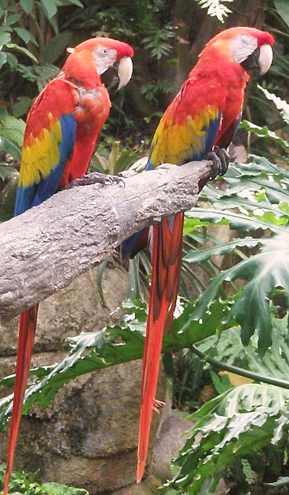 macaw, parrots, birds