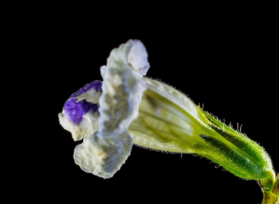 wild flower, small flower, white purple