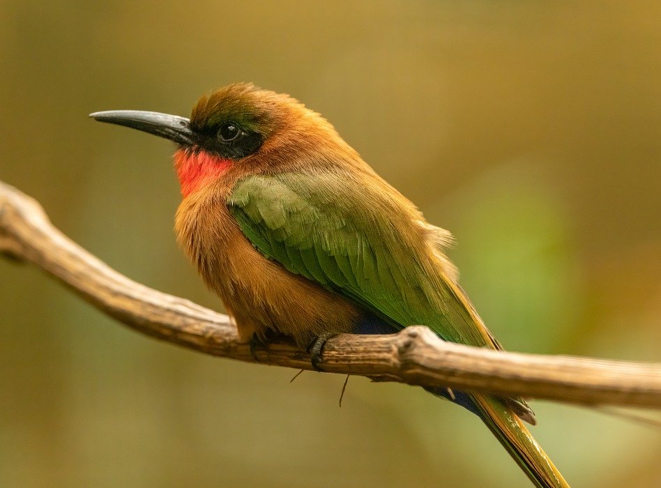 european bee-eater, bird, sitting