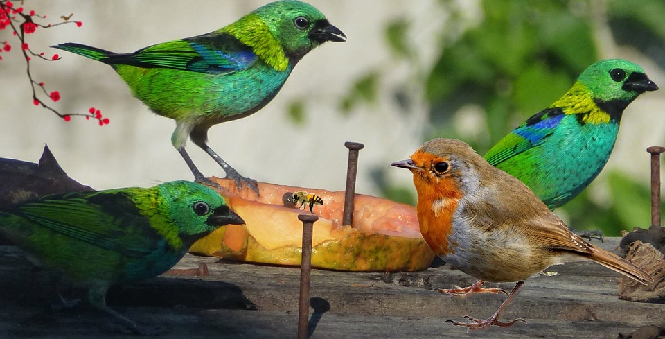 birds, animal world, life