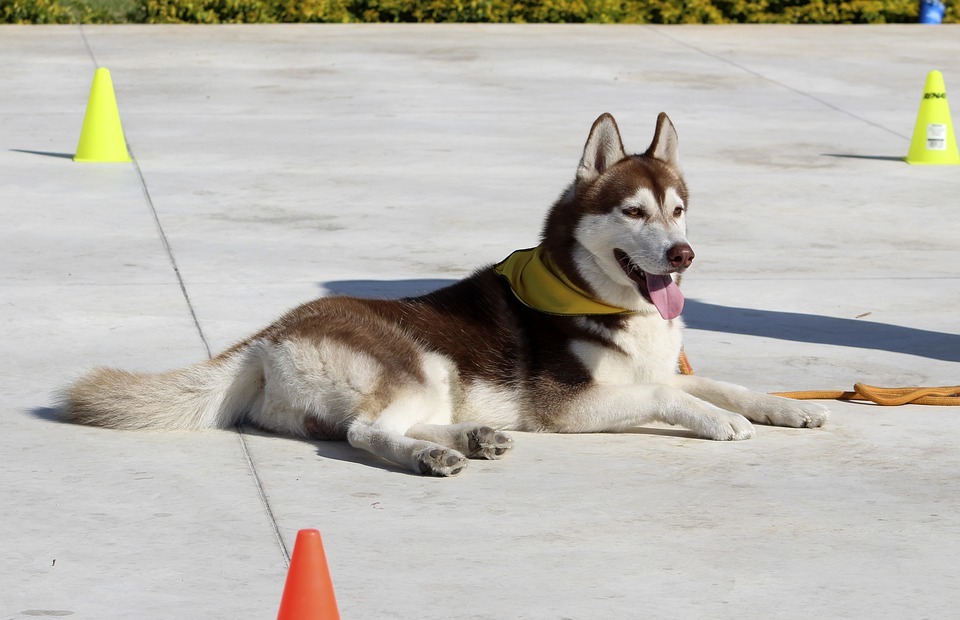 Can Dogs Eat Bananas? The Truth About Bananas for Dogs