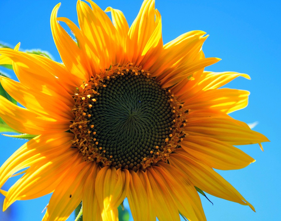 yellow sunflower, flower, round