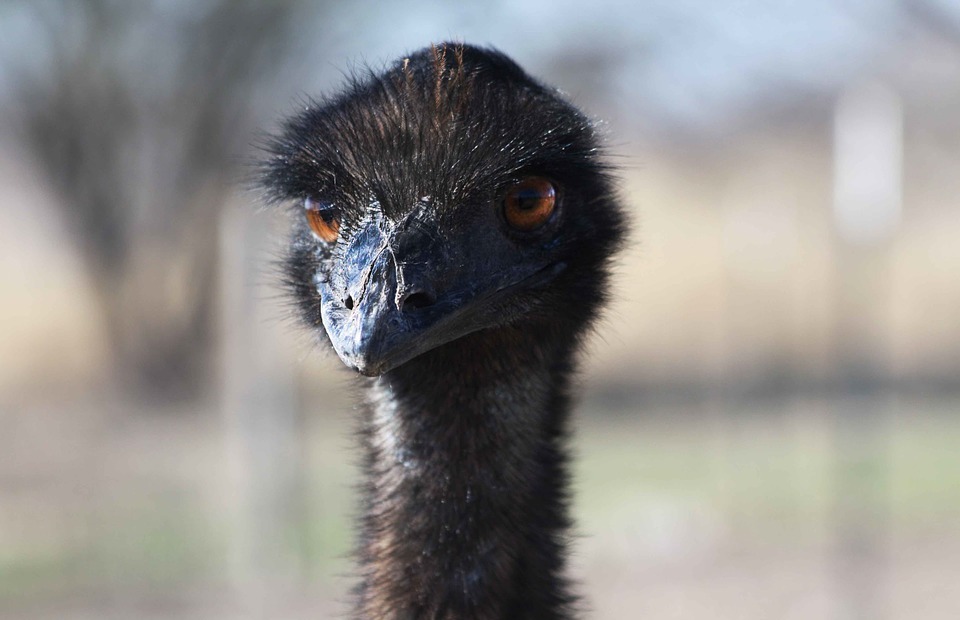 ostrich, bird, head