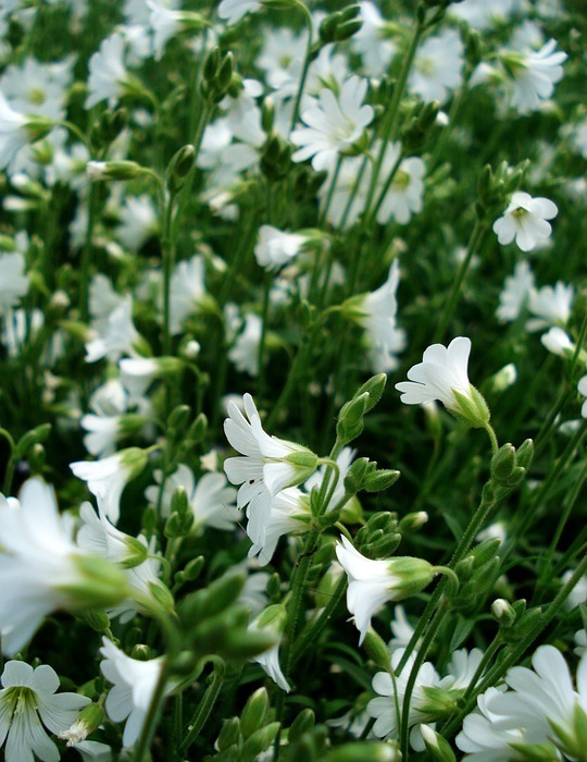 white flowers, small flowers, blooming grass