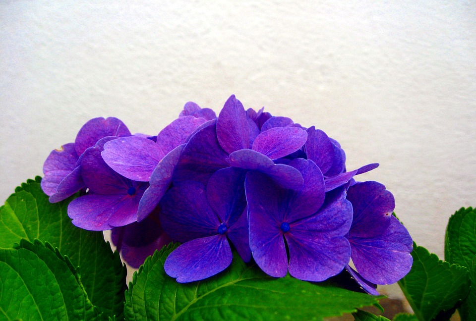 hydrangea, blue, blossom