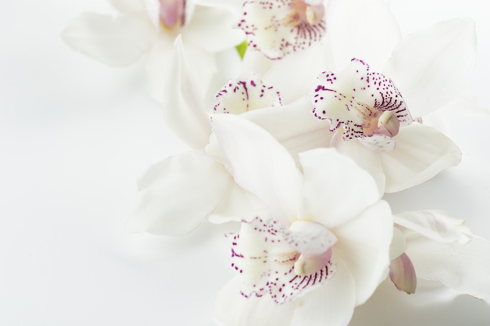 orchids, flowers white background, flowers