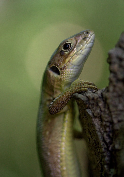 the lizard, reptile, green