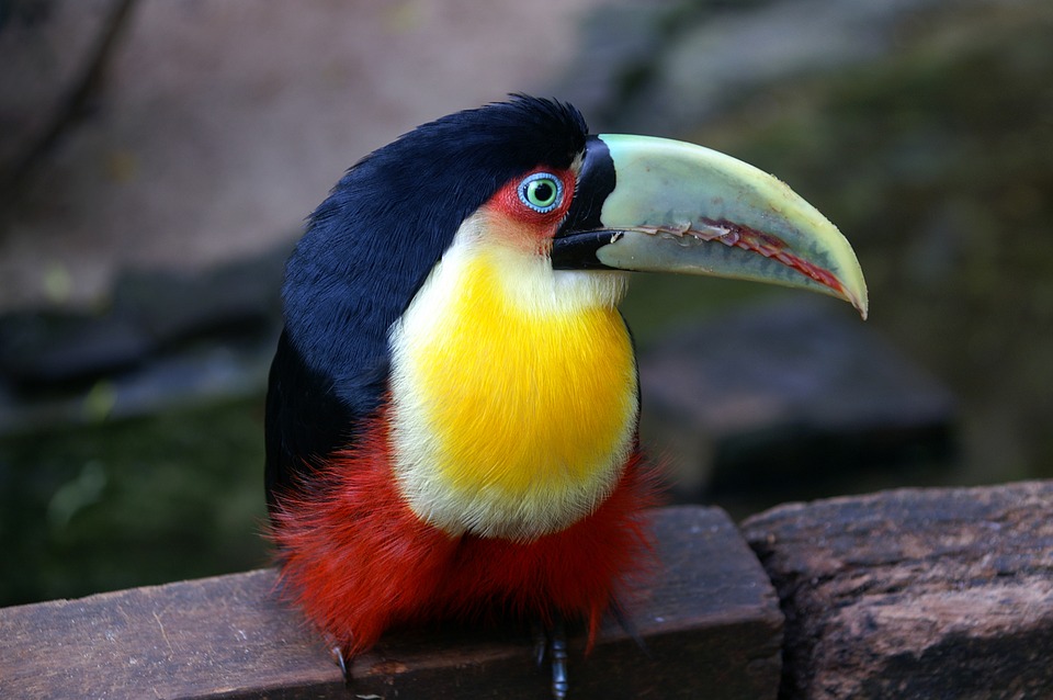 brazil, toucan, bird