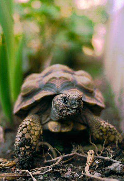 tortoise, reptile, animal