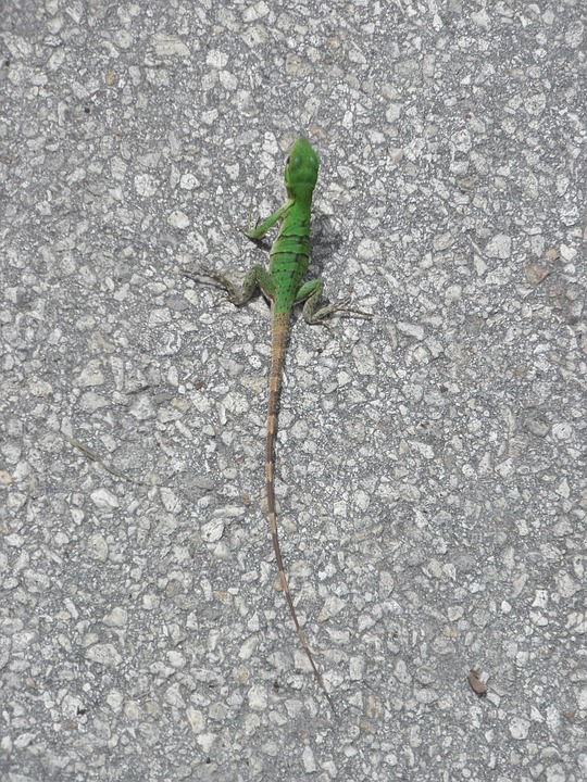 lizard, reptile, green