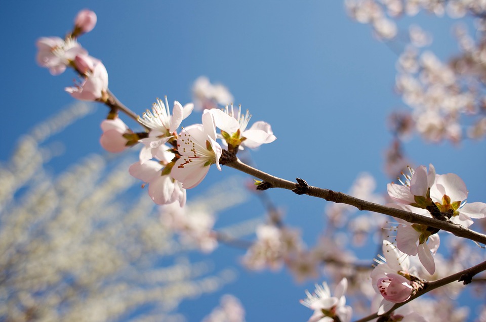 peach blossom, spring, small fresh
