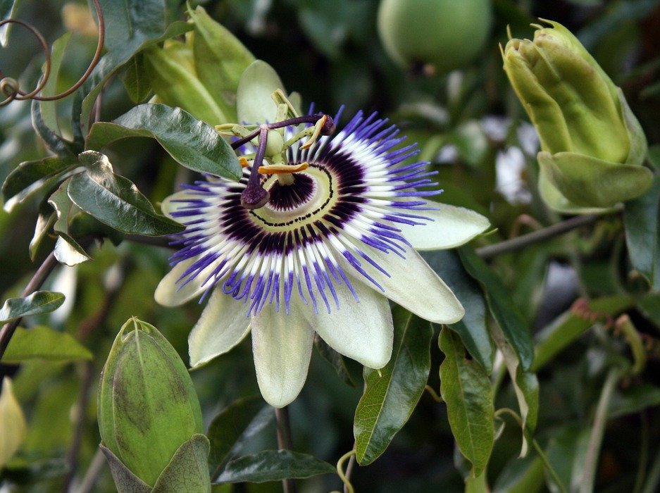 passion flower, exotic, floral