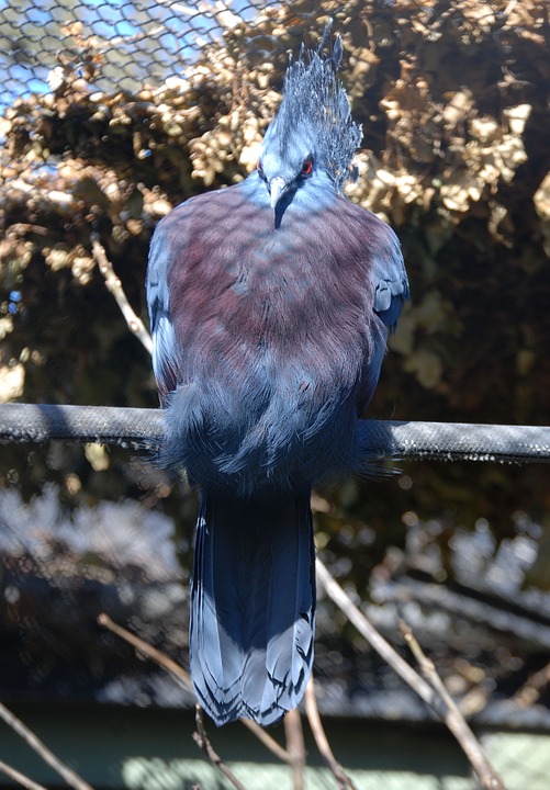 crowned pigeon, goura, bird