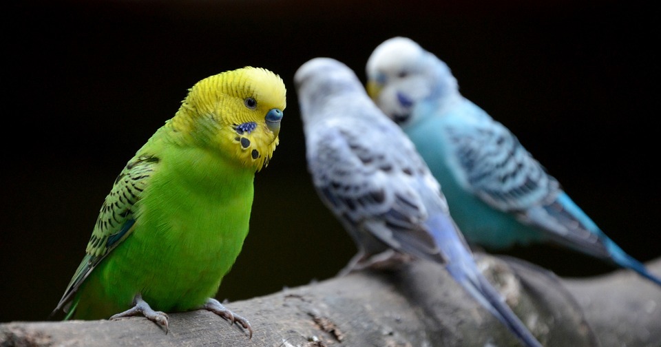 bird, parrot, zoo