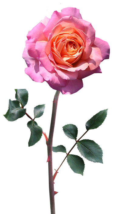 rose, stem, pink