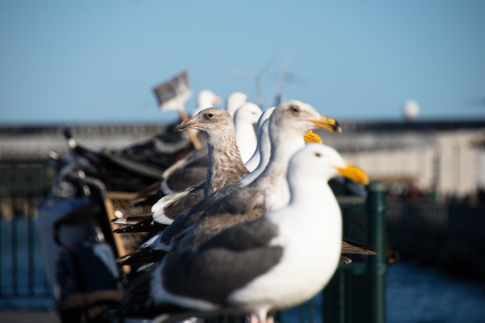 birds, seagulls, gulls