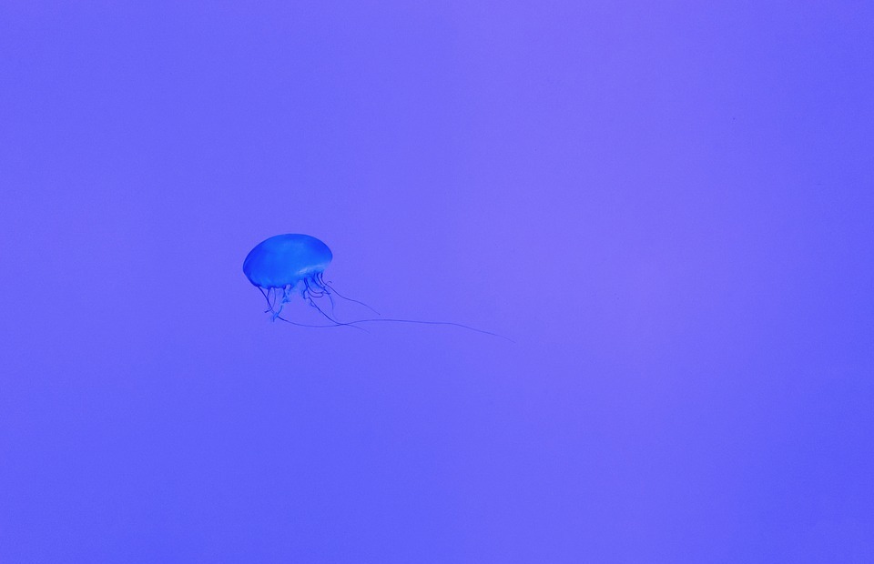 jellyfish, underwater, deep