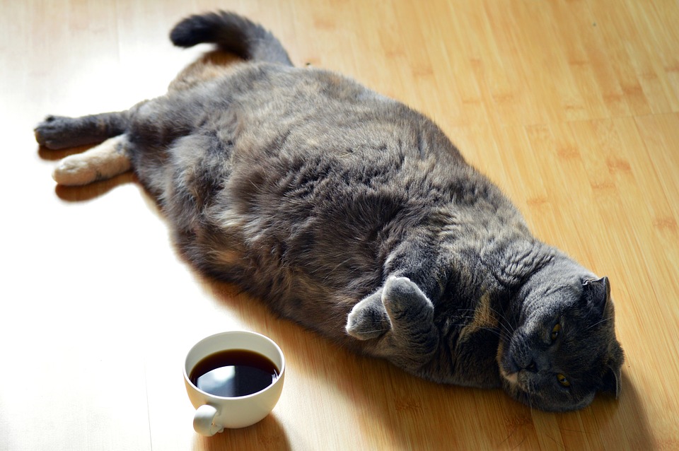 cat, dark, coffee