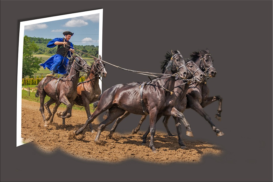 out of bounds, image editing, horses