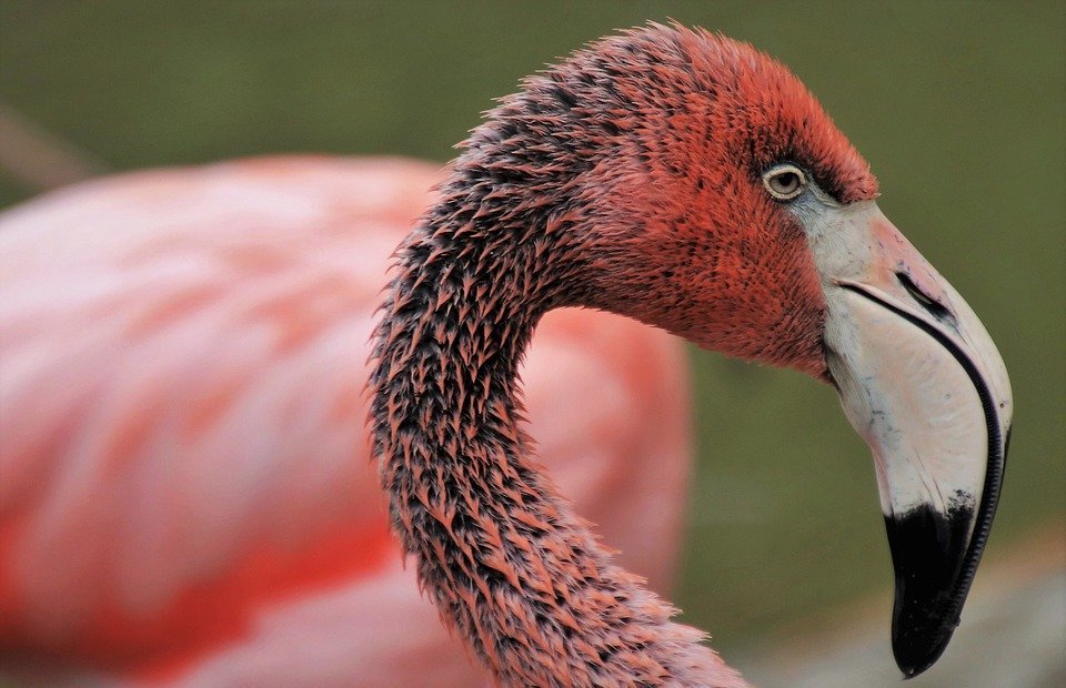 flamingos, exotic, birds