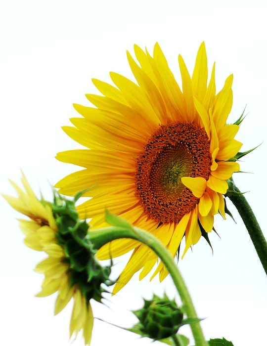 sunflower, flower meadow, flowers