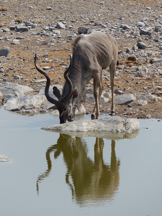 kudu, water hole, safari