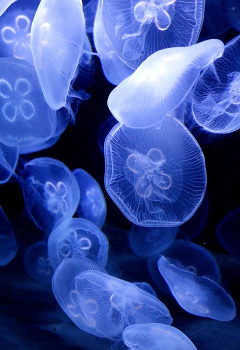 jellyfish, animals, blue