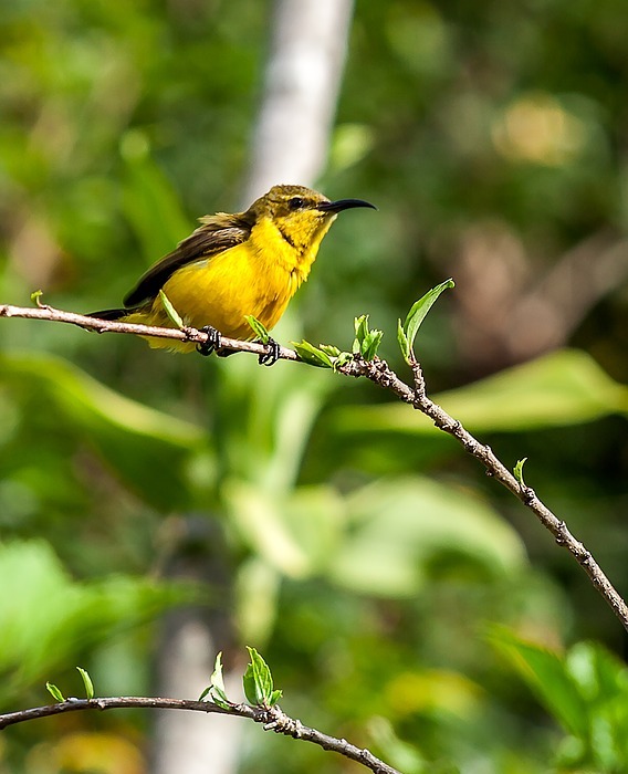 bird, olive-backed sunbird, tropical birds