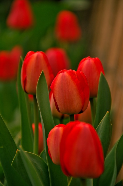 tulips, red, green