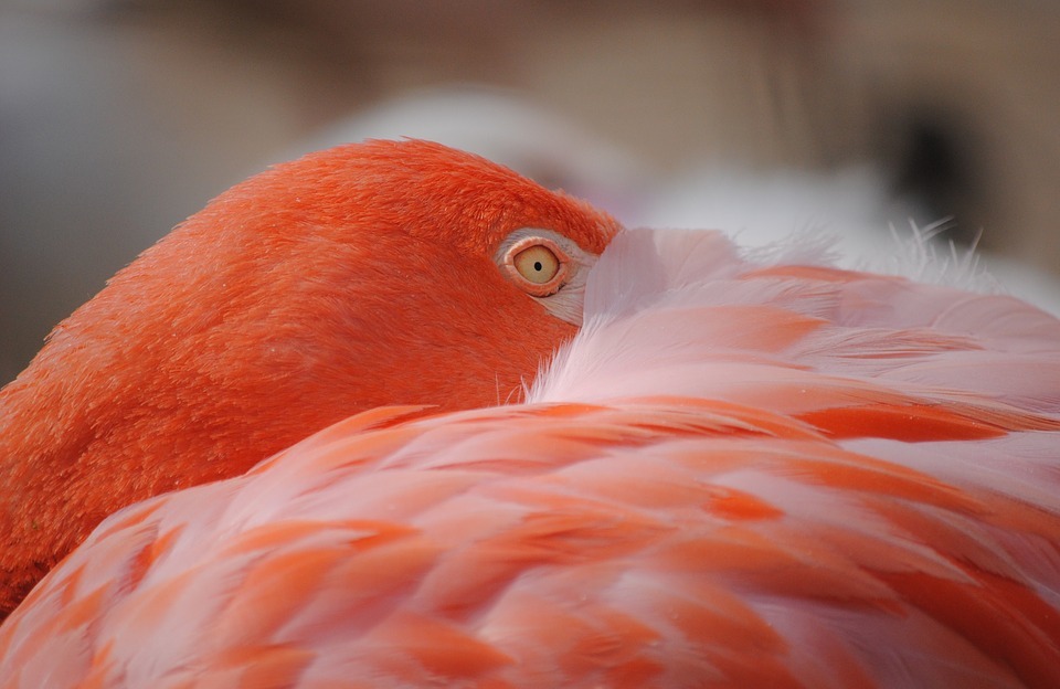 flamingo, bird, birds