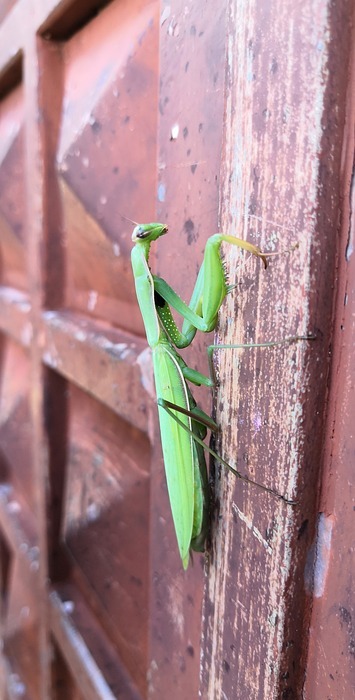 prayer mantis, bug, nature