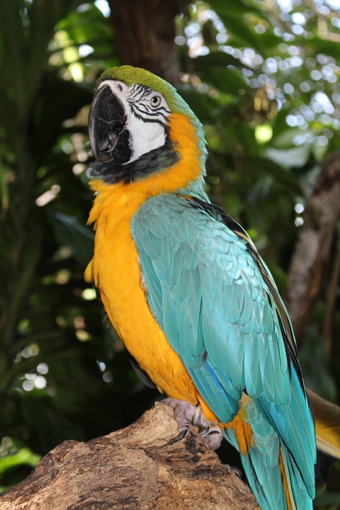 macaw, tropical bird, parrot