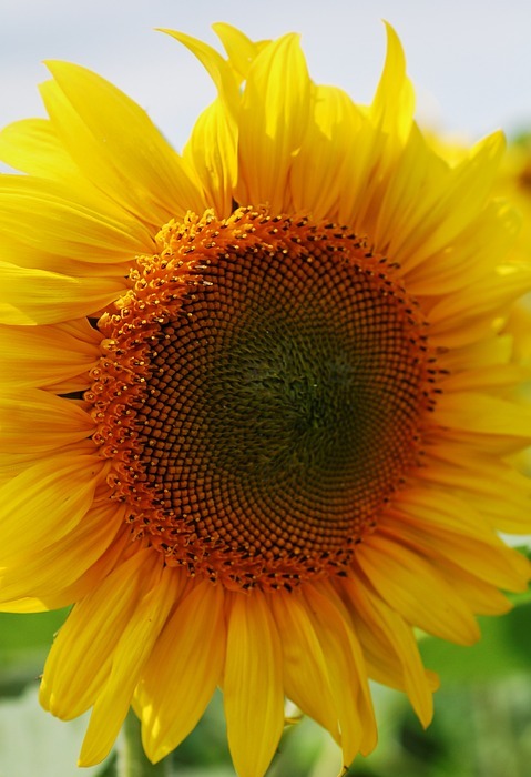 sunflower, close up, macro