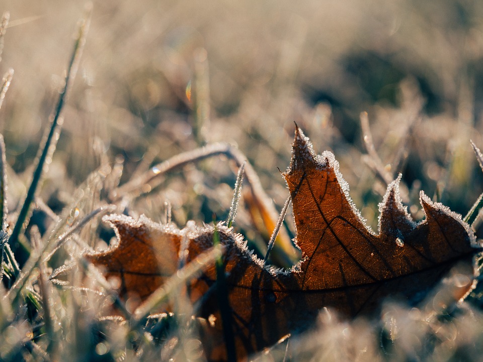 frost, leaf, morning