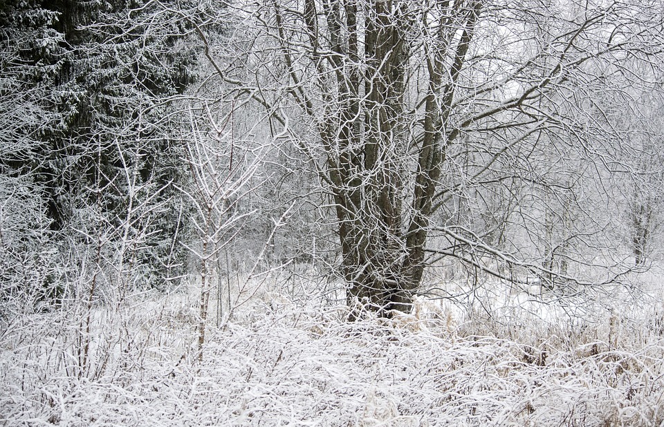 winter, nature, snowy