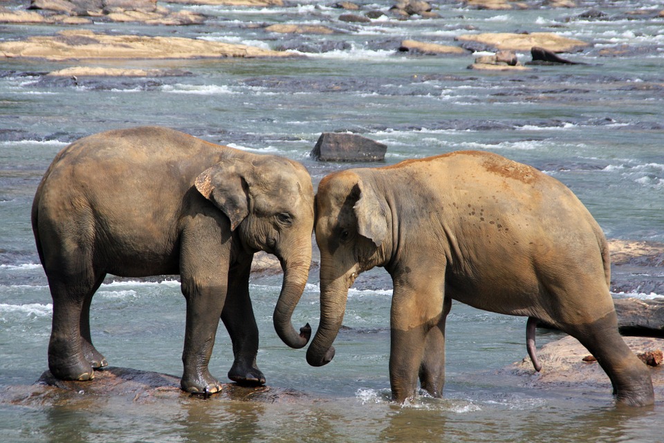 elephant, animals, water