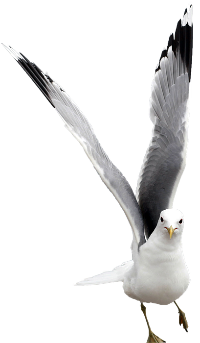 seagull free, nature bird water, animal