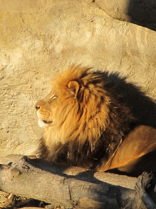 lion, male, wildlife