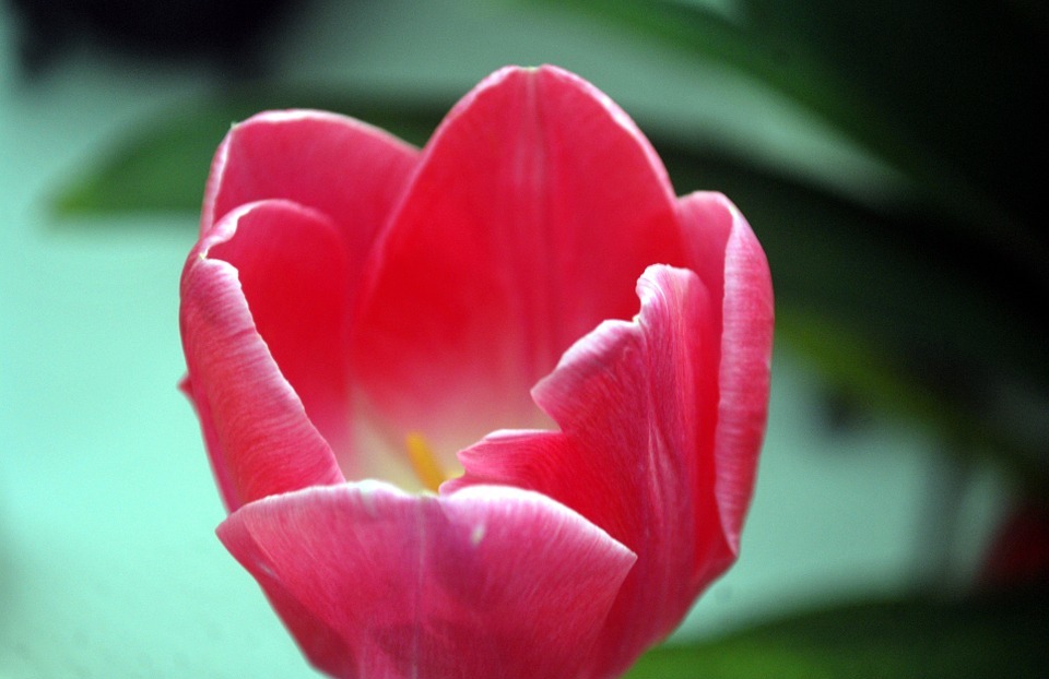 tulip, flower, perennial