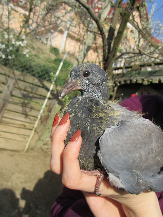 pigeon, hand, baby
